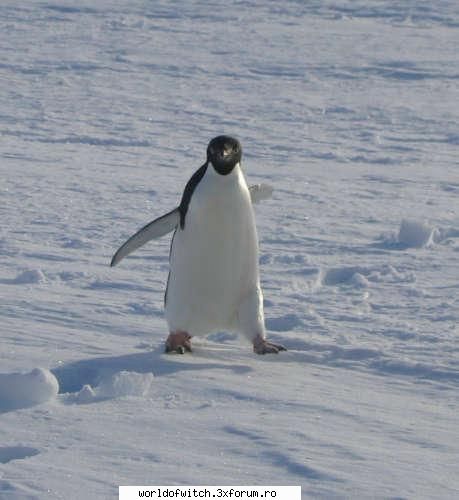 nu-l stiu dar mi-ar placea sa-l poza cu un pinguin real si obisnuit (chiar dak nu e tot atat de