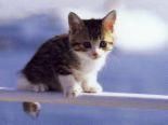 :nebun:  :nebun:  :nebun:  :nebun:  :nebun:  :nebun:  :nebun:  :nebun:  :nebun: 
e asa de scumpa