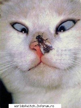 aha hooot thats sweet  :rusine:  :rusine:  :rusine: 
paraca zice:come on...i want fu** whit you