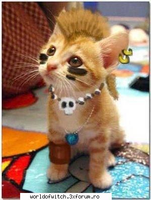 :rotfl:  :rotfl: 
punk cat:>:> profi